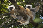 Sifaka velký (Propithecus diadema), národní park Mantadia