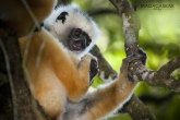 Sifaka velký (Propithecus diadema), národní park Mantadia