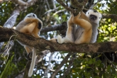 Sifaka velký (Propithecus diadema), národní park Mantadia