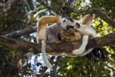 Sifaka velký (Propithecus diadema), národní park Mantadia