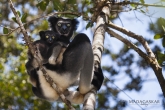 Indri (Indri indri), národní park Mantadia