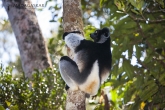 Indri (Indri indri), národní park Mantadia