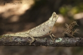 Brokesia růžkatá (Brookesia superciliaris), národní park Mantadia