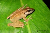 Gephyromantis luteus, národní park Marojejy