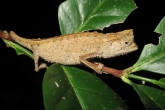 Brokesie růžkatá (Brookesia superciliaris), národní park Marojejy