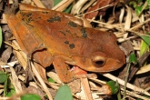 Létavka madagaskarská, národní park Marojejy