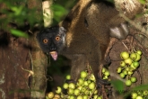 Lemur běločelý (Eulemur albifrons), národní park Marojejy