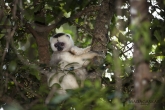 Sifaka bílý (Propithecus candidus), národní park Marojejy