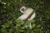 Sifaka bílý (Propithecus candidus), národní park Marojejy