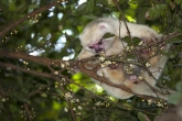 Sifaka bílý (Propithecus candidus), národní park Marojejy