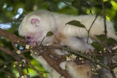 Sifaka bílý (Propithecus candidus), národní park Marojejy