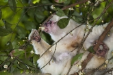 Sifaka bílý (Propithecus candidus), národní park Marojejy