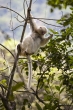 Sifaka bílý (Propithecus candidus), národní park Marojejy