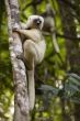 Sifaka bílý (Propithecus candidus), národní park Marojejy