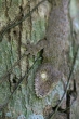 Ploskorep třásnitý (Uroplatus fimbriatus), národní park Marojejy
