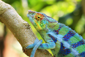 Chameleon pardálí - park Peyrieras