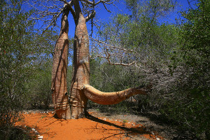 Baobab - rezervace Reniala