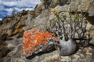 Pachypodium - park Isalo