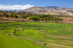 Rýžové pole u RN7 - centrální Madagaskar