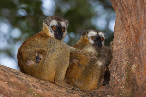 Lemur červenavý - rezervace Vakona Forest